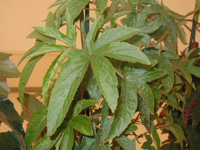 B. ‘Stewart's Luxurians’